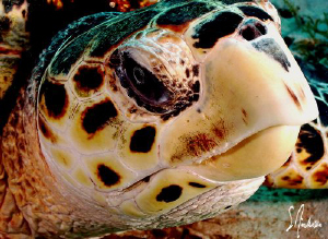 Yep - another turtle image..... They were everywhere duri... by Steven Anderson 